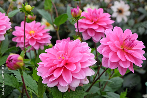 Bright pink decorative dahlia  Garden Time  in flower.