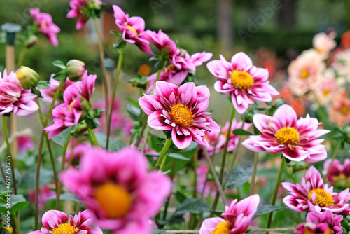 Pink and purple collarette Dahlia 'Liquid Desire' in flower. photo