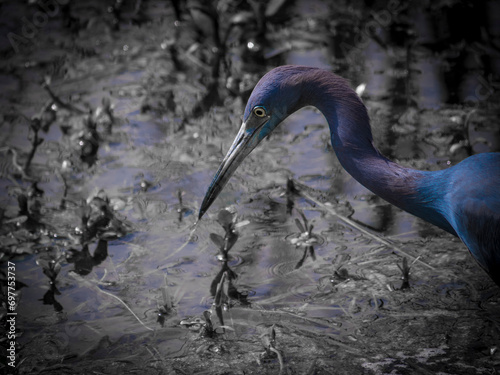 Beautiful Blue Egret fishing