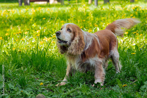 A beautiful dog of breed English Spaniel stands on a green lawn. Hunting dog breed.