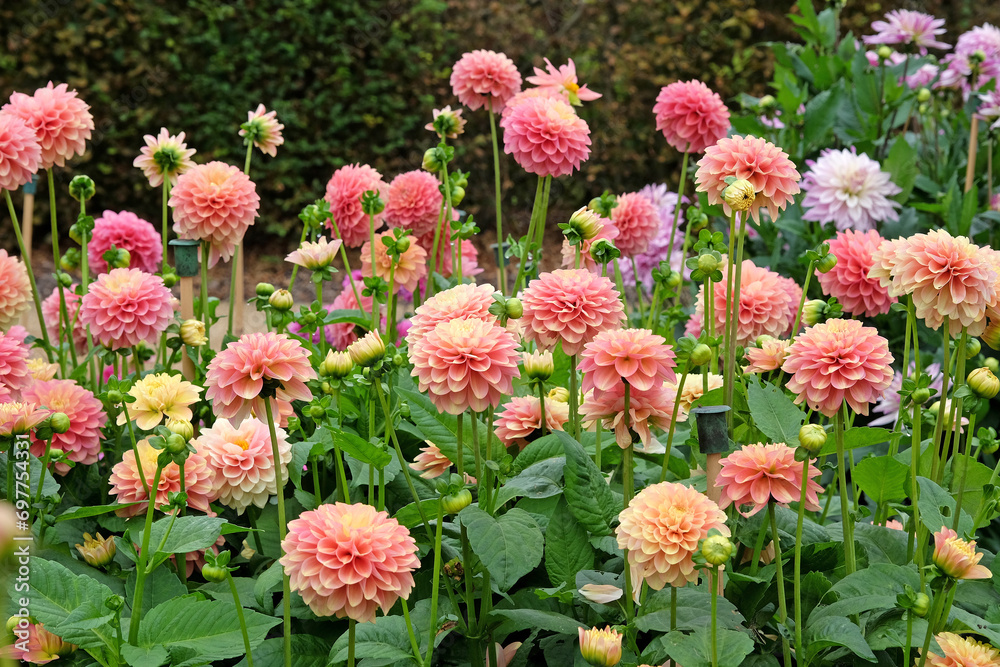 Pink, apricot and gold waterlily dahlia 'Milena Fleur'  in flower.