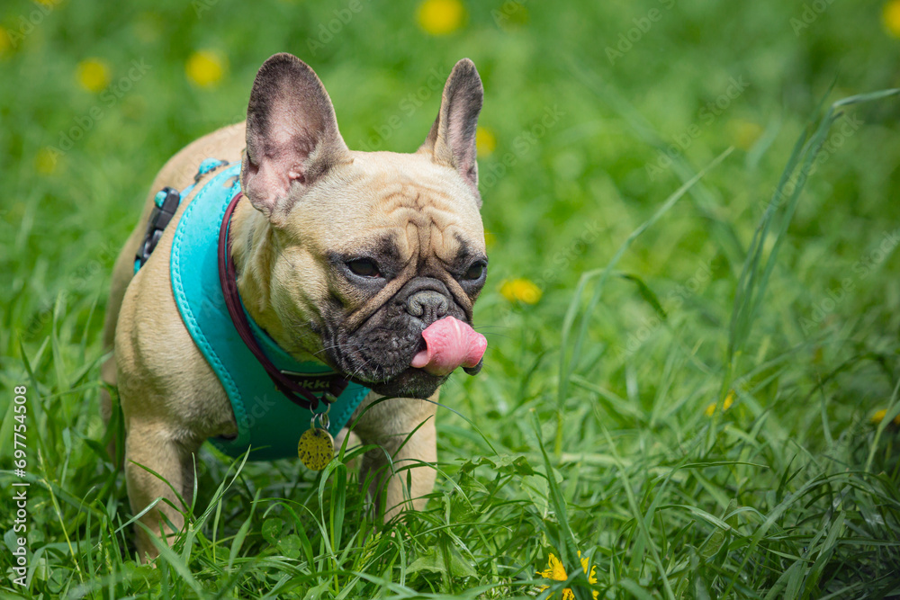 A French bulldog is playing on the grass. A sunny walk with the dogs. Portrait.