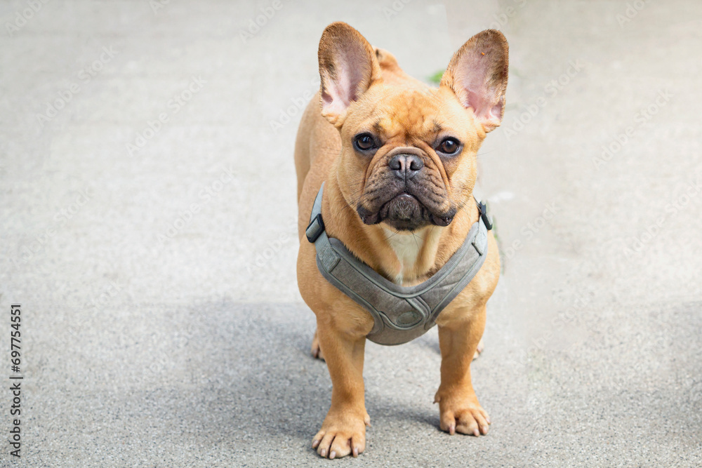 A charming young French bulldog walks in the square