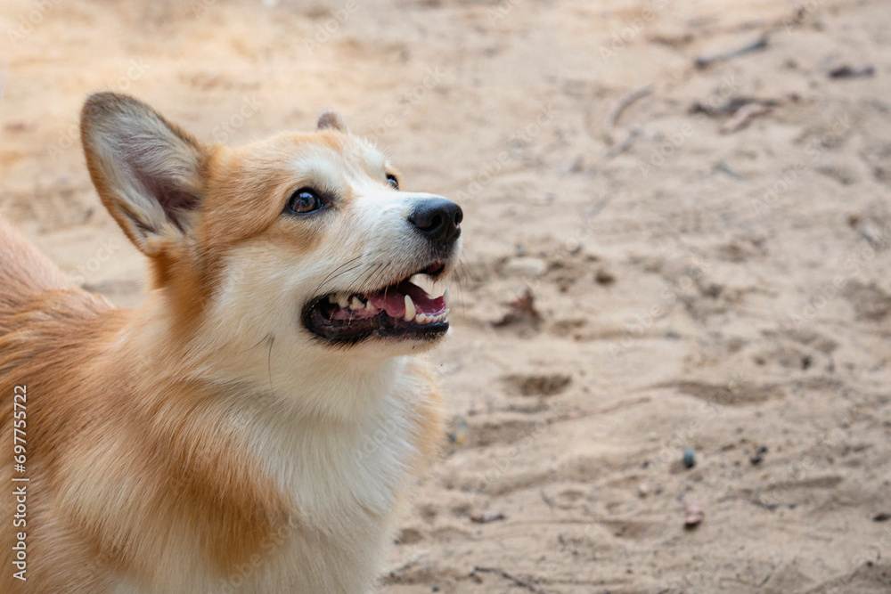 A young Welsh Corgi dog on the background of a sandy field. Close-up.