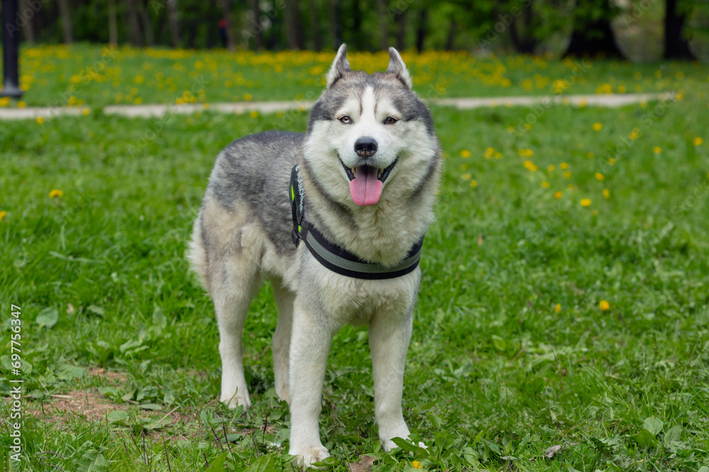 A beautiful Siberian husky dog is playing in a green clearing in the park. A beautiful Siberian husky dog is playing in a green clearing in the park.