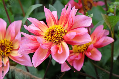 Pink and orange collarette Dahlia 'Princess Nadine' in flower. photo