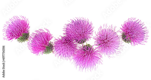 Top view of spring young thistle flowers isolated on a white background. Silybum marianum. photo