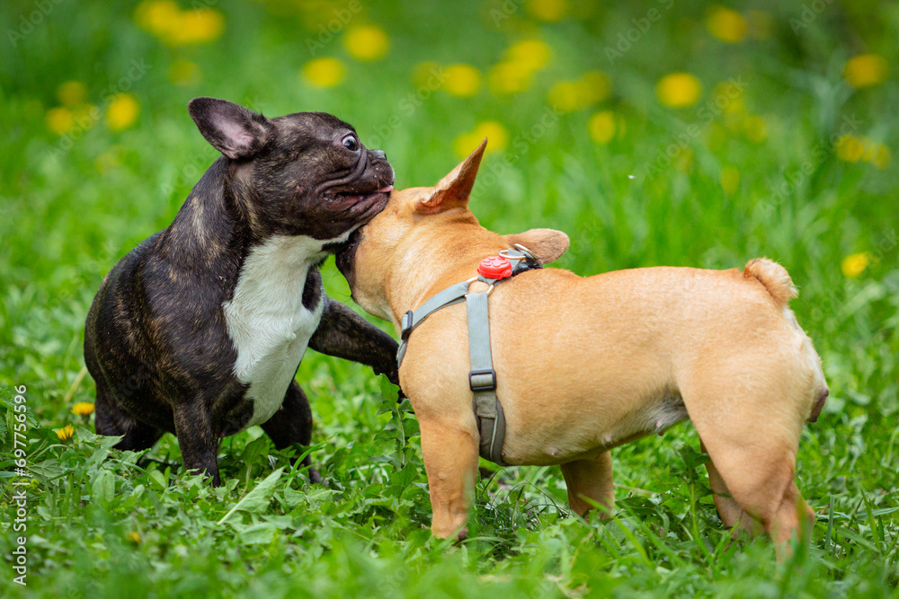 two french bulldogs are playing in the grass.
