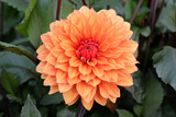 Large orange decorative dahlia 'Miss Trucella' in flower.