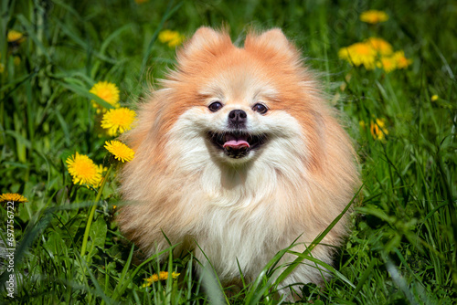 Portrait of a cute Pomeranian dog in the park against the background of blooming dandelions
