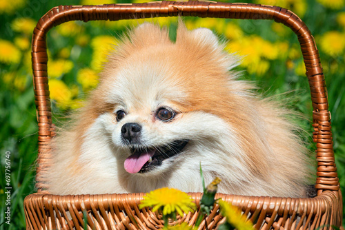Portrait of a cute Pomeranian dog in a basket Close-up.