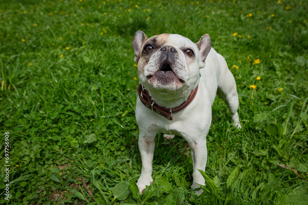 A french bulldog in a field of grass