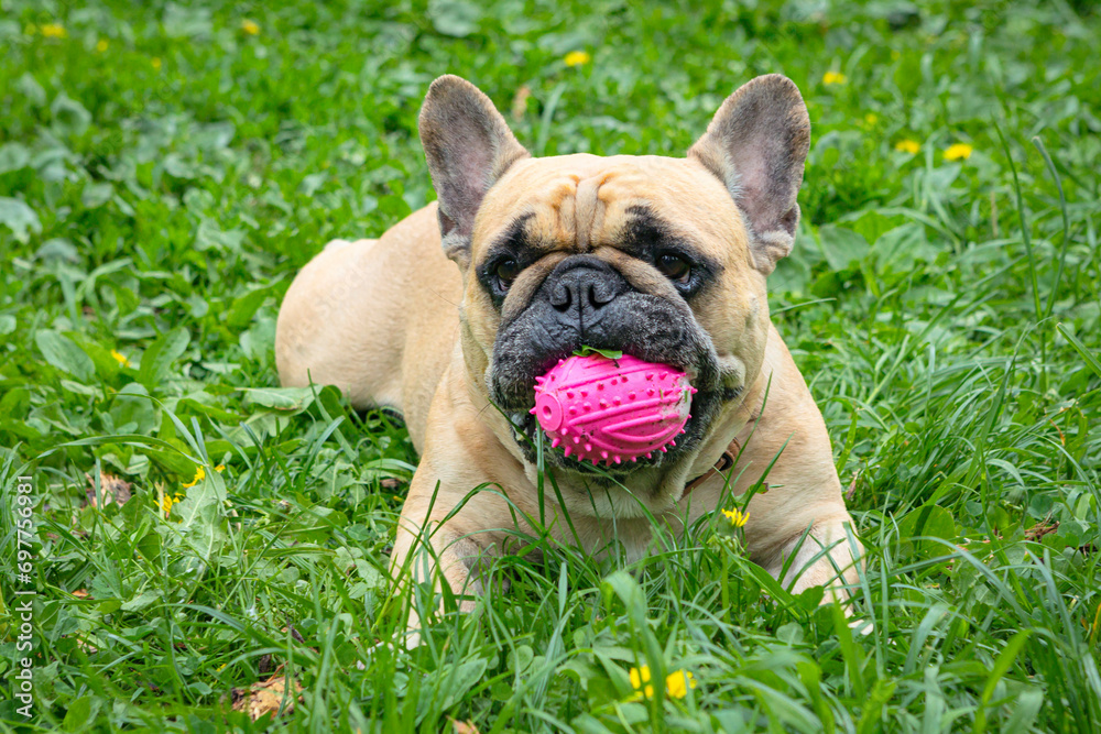 A French bulldog plays with a ball on a green field..
