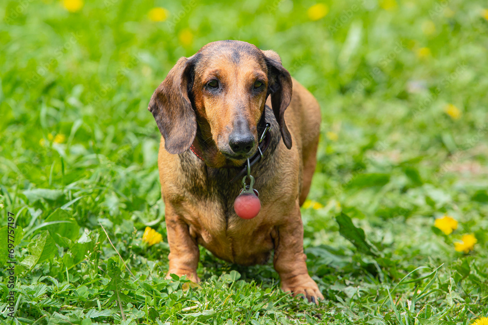 A dachshund dog stands on a green field with dandelions A dachshund dog stands on a green field with dandelions