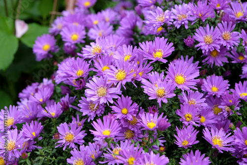 Purple Symphyotrichum novi belgii aster  also known as Michaelmas daisy in flower