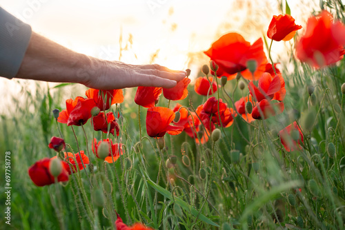 Red poppies in a field at sunset. A woman's hand touches the flowers © Natalia