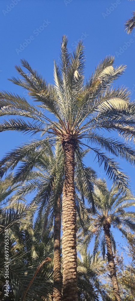 Date palms in the oasis city of Tozeur Tunisia Date palms in the oasis city of Tozeur Tunisia