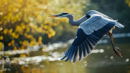 Majestic Gray Heron in Flight