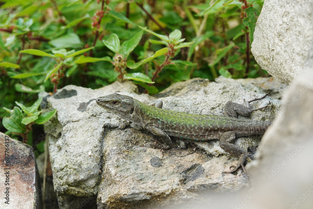 A lizard on a stone wall in Syracuse, Italy A lizard on a stone wall in Syracuse, Italy