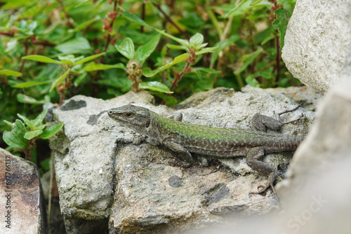 A lizard on a stone wall in Syracuse, Italy