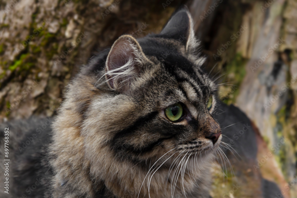 Cat on a tree, close-up.