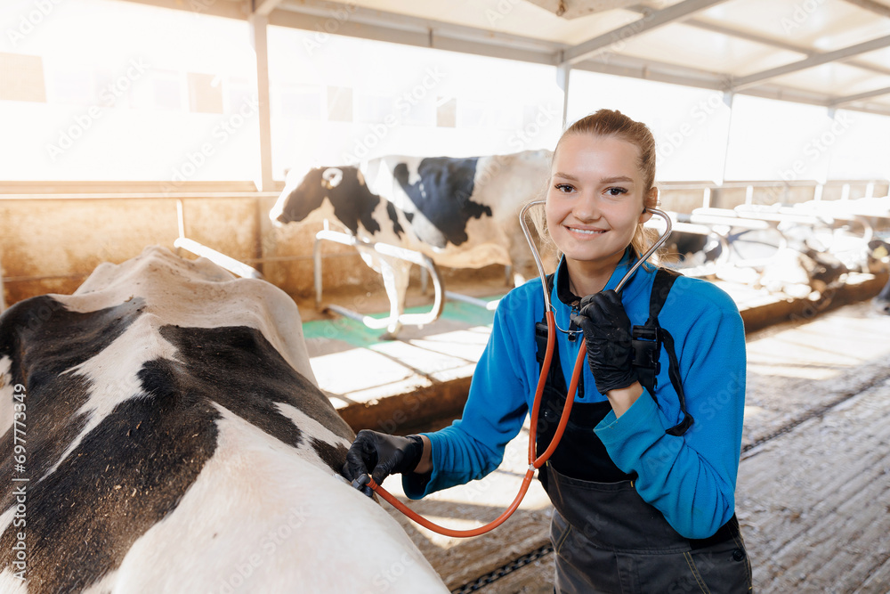 Agriculture livestock industry, vet doctor use phonendoscope for cow in cowshed on dairy farm