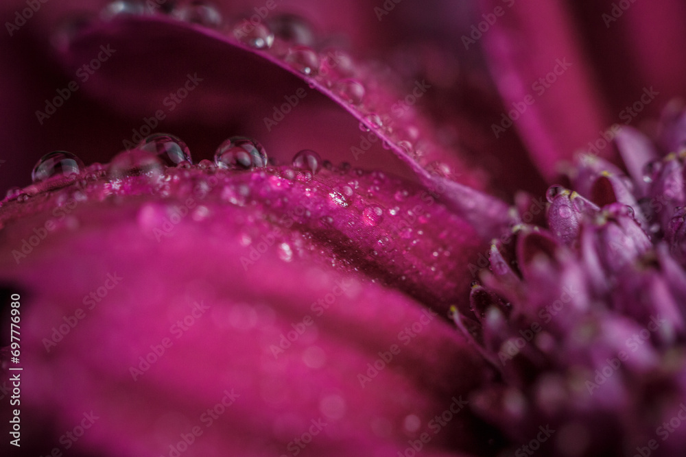 Flower background with dew drops, red chrysanthemum with dew drops on the petals Flower background with dew drops, red chrysanthemum with dew drops on the petals