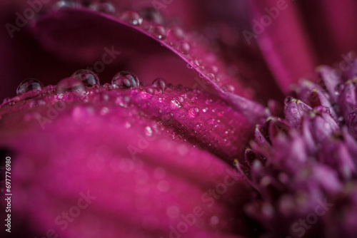 Flower background with dew drops, red chrysanthemum with dew drops on the petals