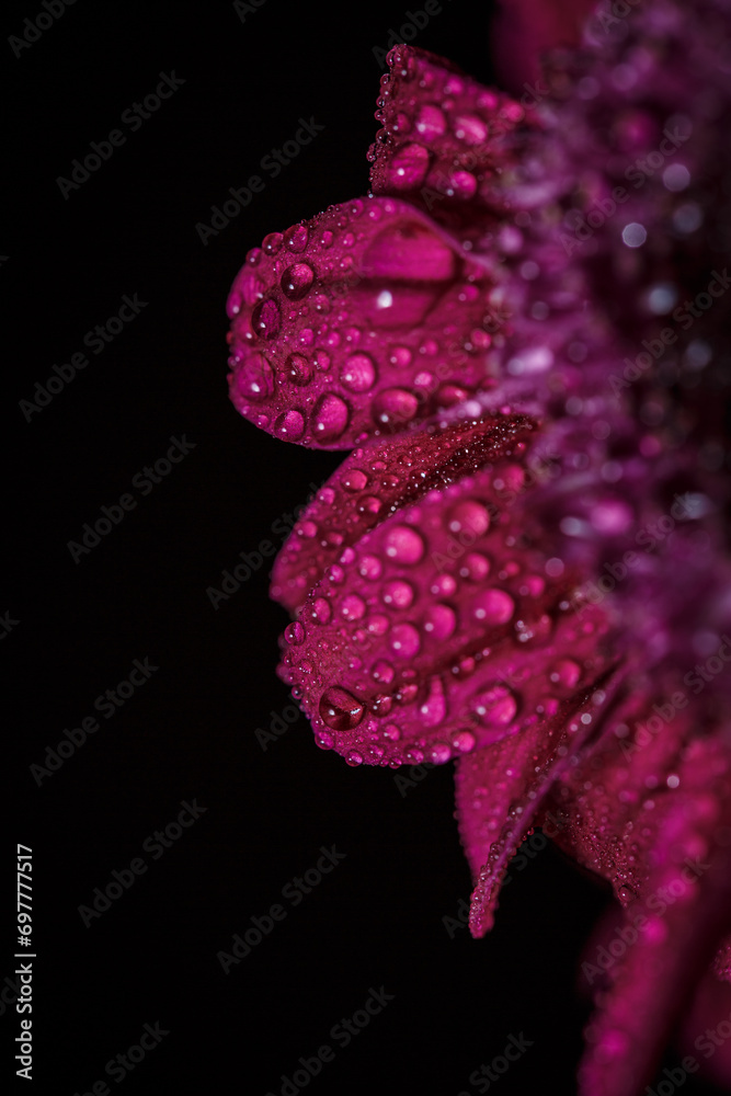 Flower background with dew drops, red chrysanthemum with dew drops on the petals Flower background with dew drops, red chrysanthemum with dew drops on the petals