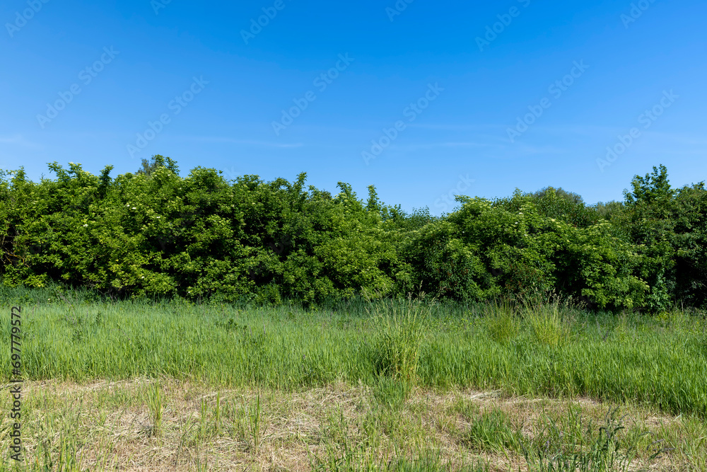 green foliage on trees in the spring season green foliage on trees in the spring season