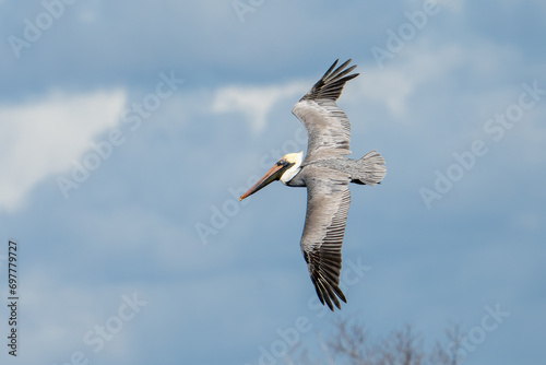 Brown Pelican In Flight