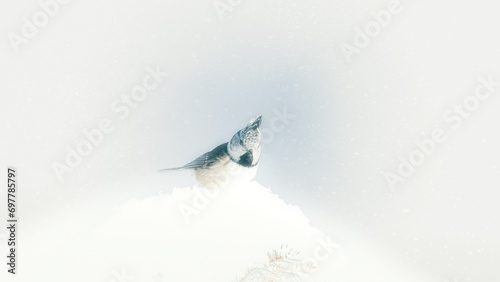crested tit in snow