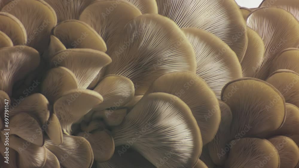 Pleurotus ostreatus footage. Oyster mushrooms time lapse. Edible mushrooms background. Biological pattern. Growing mushrooms.