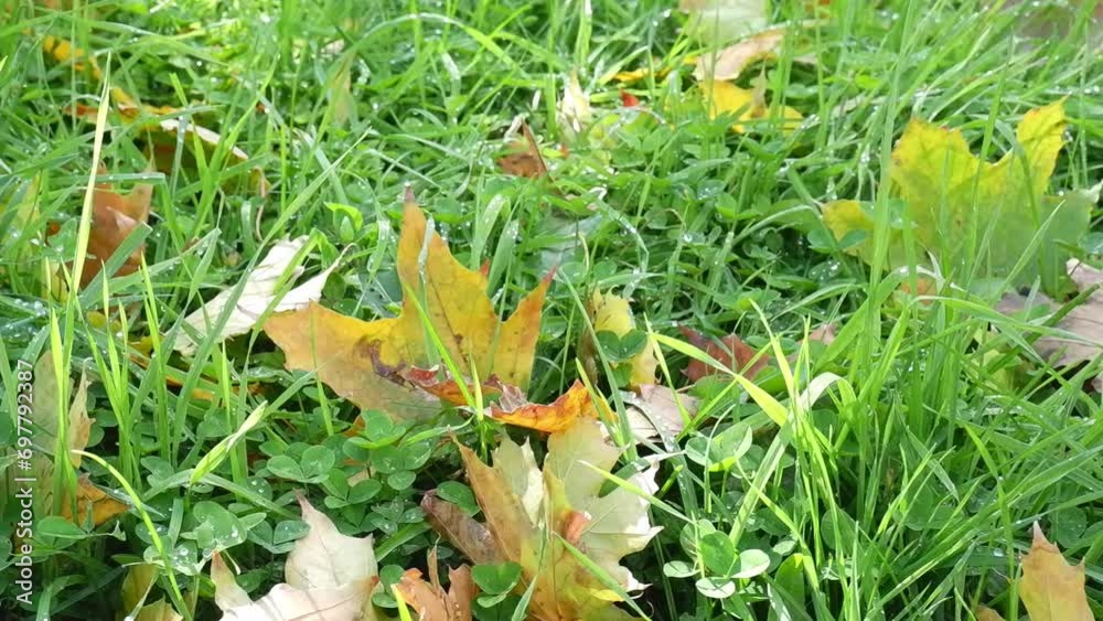 Natural autumn background with green grass and fallen yellow leaves in the forest near the river bank or park. Picturesque autumn landscape