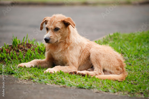 Cachorro de rua deitado no gramado.