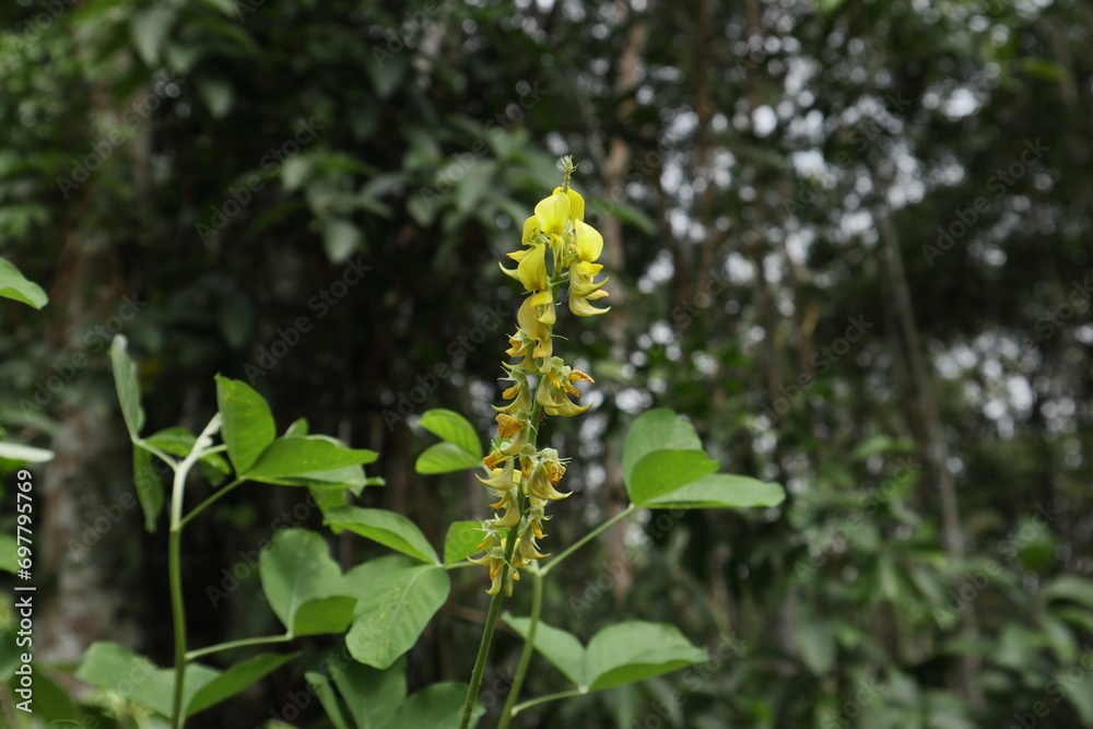 View of a Smooth crotalaria inflorescence with small yellow flowers