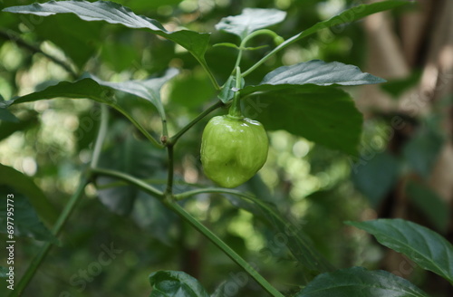 View of an immature green colored Capsicum chinense fruit hanging on the plant stem