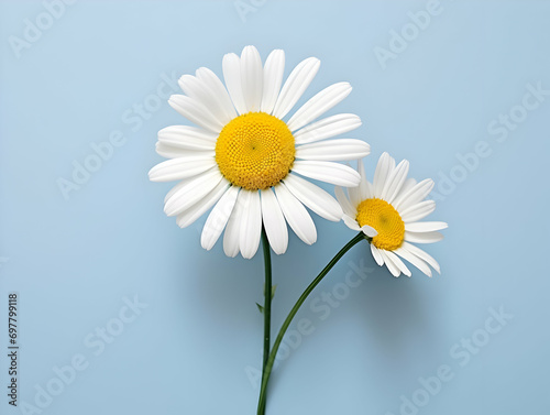 Chamomile flower in studio background  single Chamomile flower  Beautiful flower  ai generated image