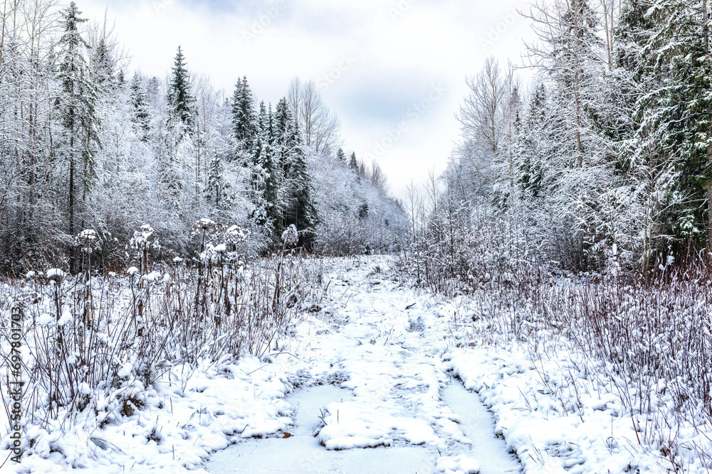 A clearing in a winter forest with a field road along it A clearing in a winter forest with a field road along it