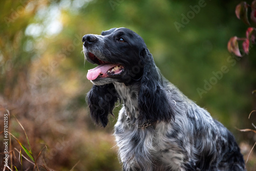 A charming hunting spaniel sits in the grass in the field and looks at the owner with joy. Hunting dog breed.