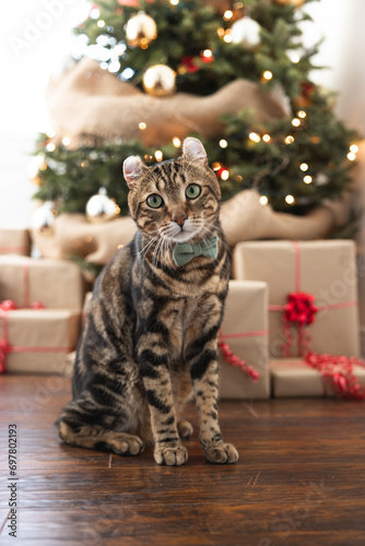 cat and christmas tree photo