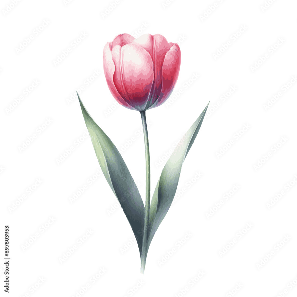 Fototapeta premium beautiful pink tulip flower watercolor paint for card decor