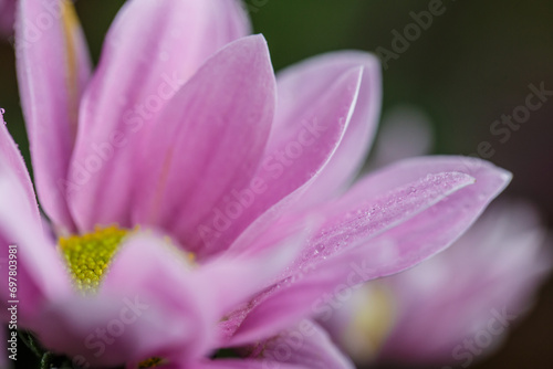 Background with drops of dew on the petals of a pink flower, flower petals with dew