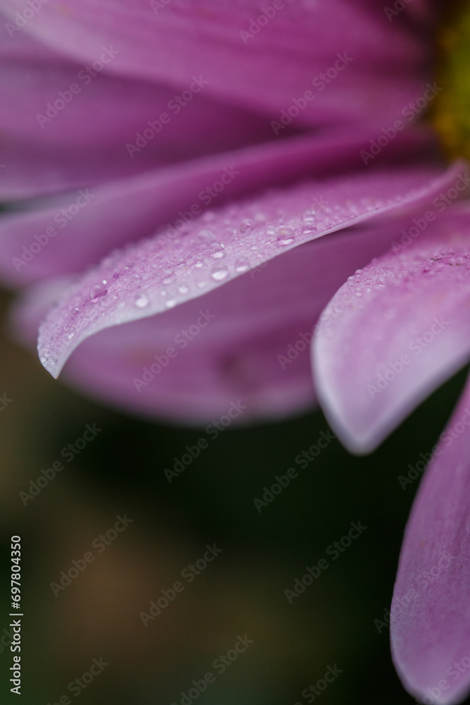 Background with drops of dew on the petals of a pink flower, flower petals with dew Background with drops of dew on the petals of a pink flower, flower petals with dew