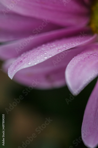 Background with drops of dew on the petals of a pink flower, flower petals with dew