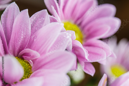 Background with drops of dew on the petals of a pink flower  flower petals with dew