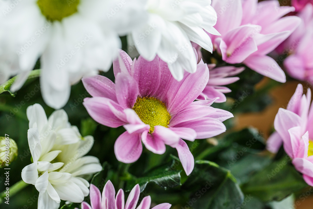 Beautiful bouquet of pink flowers, bouquet of chrysanthemums