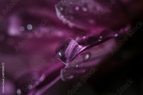 Background with drops of dew on the petals of a pink flower  flower petals with dew