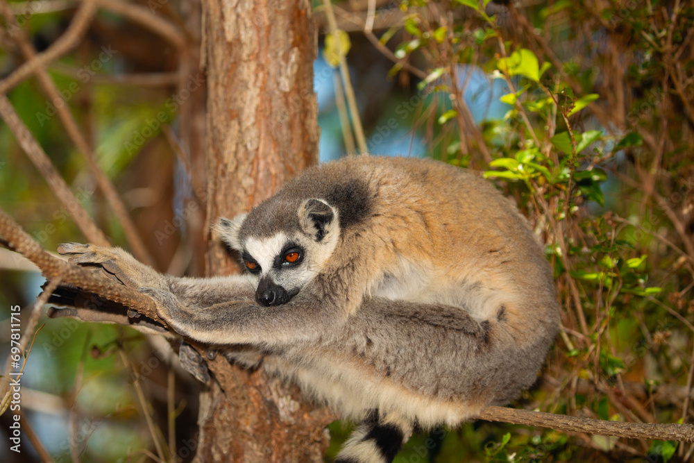 Obraz premium ring-tailed gray lemur in natural environment Madagascar.Close-up, cute primate