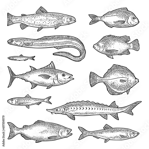 Whole fresh different types fish. Vector engraving vintage